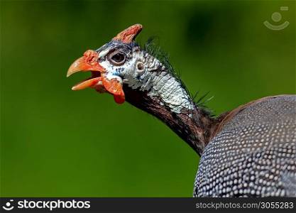 head of a guinea fowl isolated in front of green background