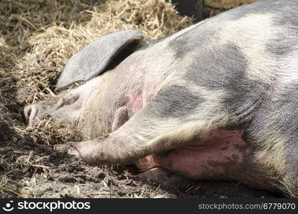 Head of a pig sleeping. Head of a pig sleeping on the ground in mud