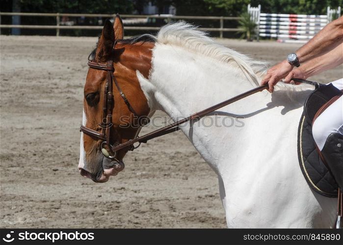 Head of a pinto horse with a bridle