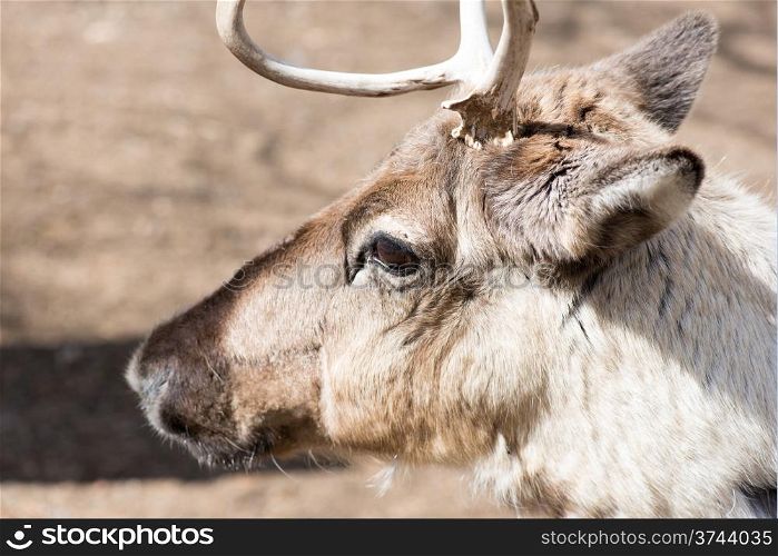 Head of a reindeer, rangifer tarandus on a sunny day in spring