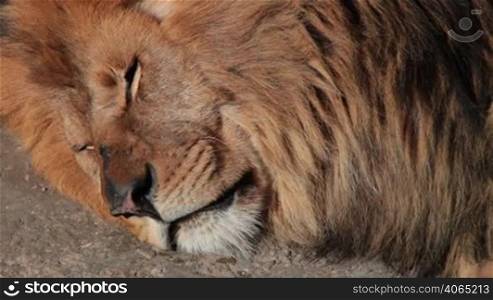 head of a sleeping lion