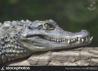 Head of a Spectacled Caiman in close-up. Chester zoo.