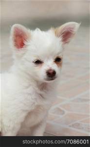 Head of a white chihuahua puppy in a garden