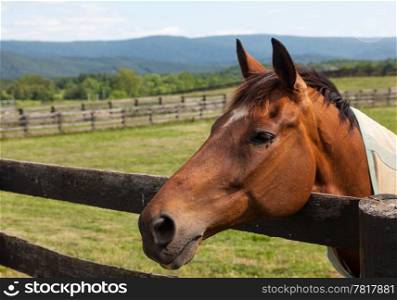 Head of an old brown horse in meadow leaning on a wooden fence with hills in background