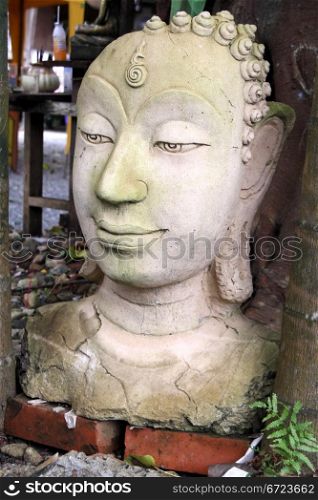 Head of big stone Buddha under tree in wat Klong Prao, Ko Chang island, Thailand