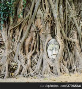 Head of Buddha in a tree trunk, Wat Mahathat, Ayutthaya,Thailand