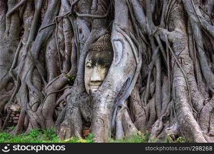 Head of Buddha statue in root of bodhi tree at Wat Mahathat in Ayutthaya Thailand.