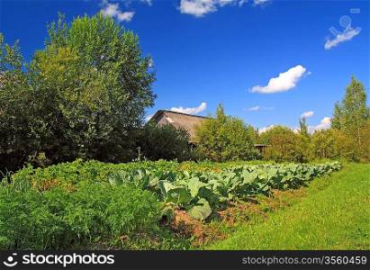 head of cabbage in vegetable garden