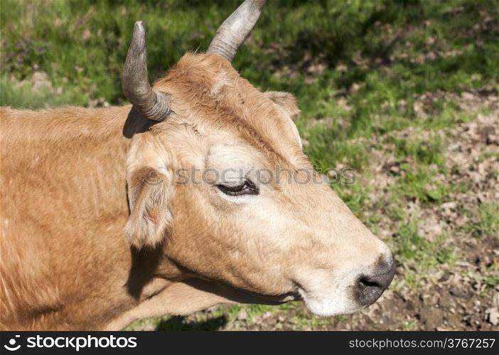 Head of cow closeup on rural background