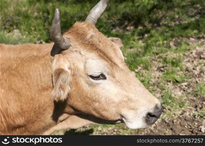 Head of cow closeup on rural background