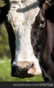 Head of cow front face detail closeup