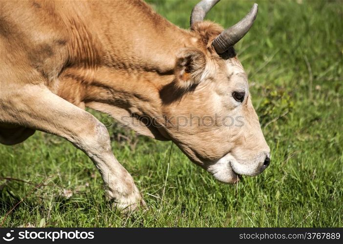 Head of cow grazing on green meadow
