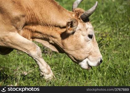 Head of cow grazing on green meadow