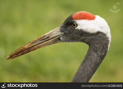 Head of Crane, wild bird, Grus grus