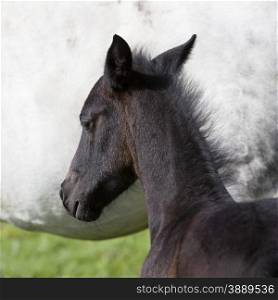 head of dark brown foal against white background of mare