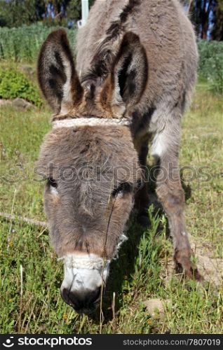 Head of donkey on the field on farm