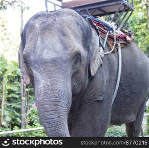 head of elephant in Thailand