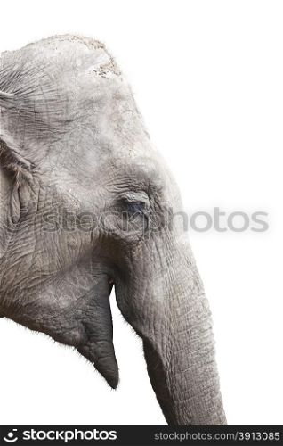 Head of elephant isolated on white