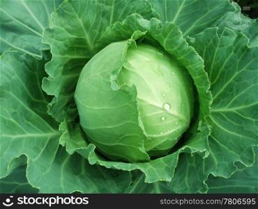 head of fresh green cabbage