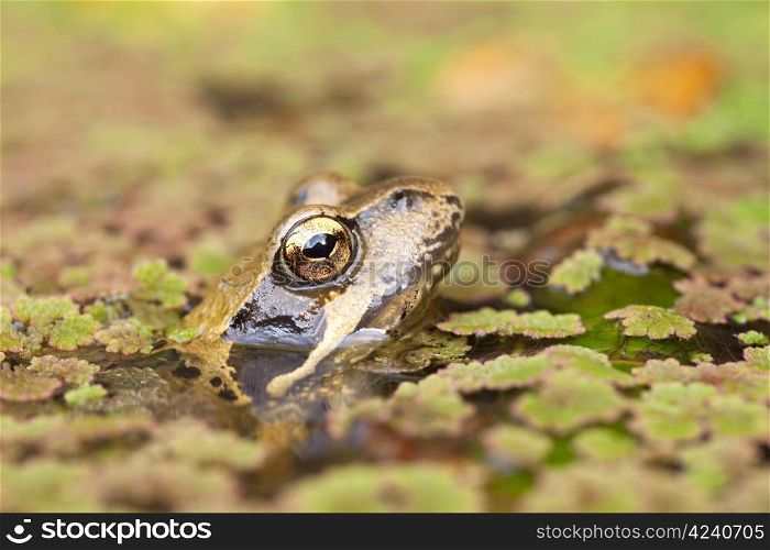 head of frog in pond between duckweed