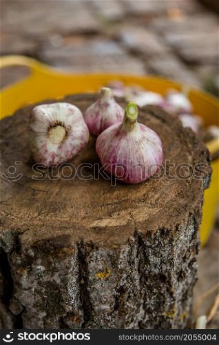 Head of garlic close-up, freshly harvested crop, organic vegetables. Head of garlic close-up, freshly harvested crop