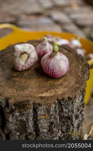 Head of garlic close-up, freshly harvested crop, organic vegetables. Head of garlic close-up, freshly harvested crop