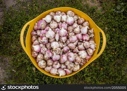 Head of garlic close-up, freshly harvested crop, organic vegetables. Head of garlic close-up, freshly harvested crop