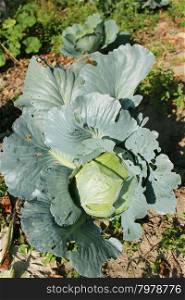head of green cabbage. big head of ripe and green cabbage