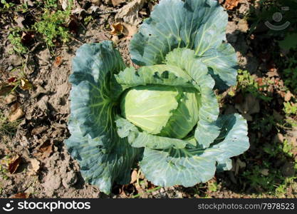 head of green cabbage. big head of ripe and green cabbage on the kitchen garden
