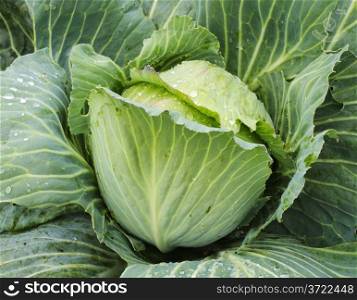 Head of green cabbage with dew drops in the garden