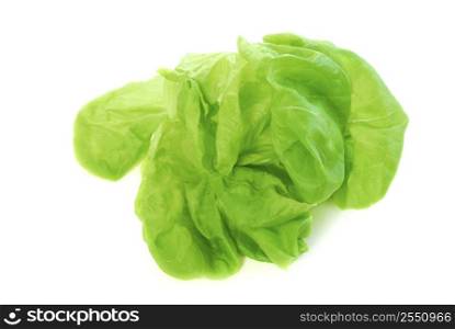 Head of green fresh boston lettuce isolated on white background