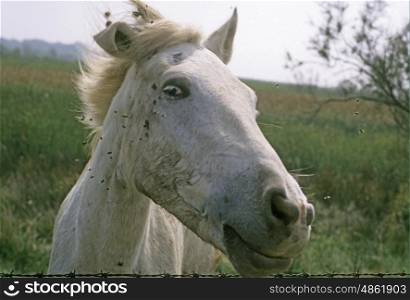 Head of horse with flys