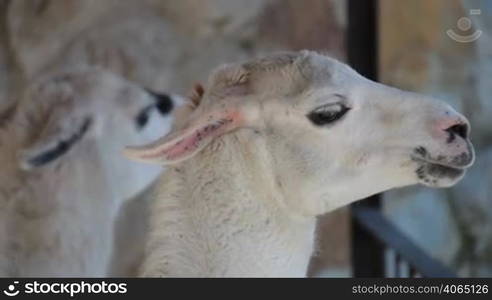 Head of llama close-up