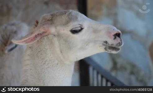 Head of llama close-up