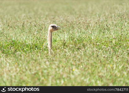 Head of Ostrich like periscope looking out of tall grass