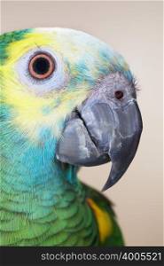 Head of parrot