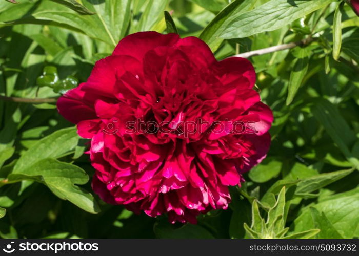 Head of peony flower in English garden