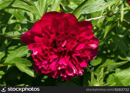Head of peony flower in English garden