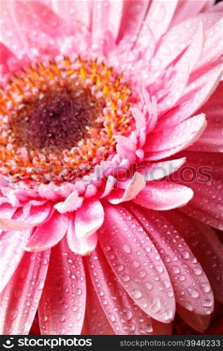 Head of pink gerber flower with dew macro