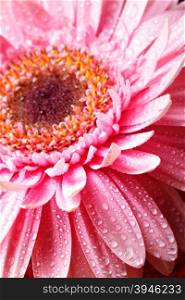 Head of pink gerber flower with dew macro