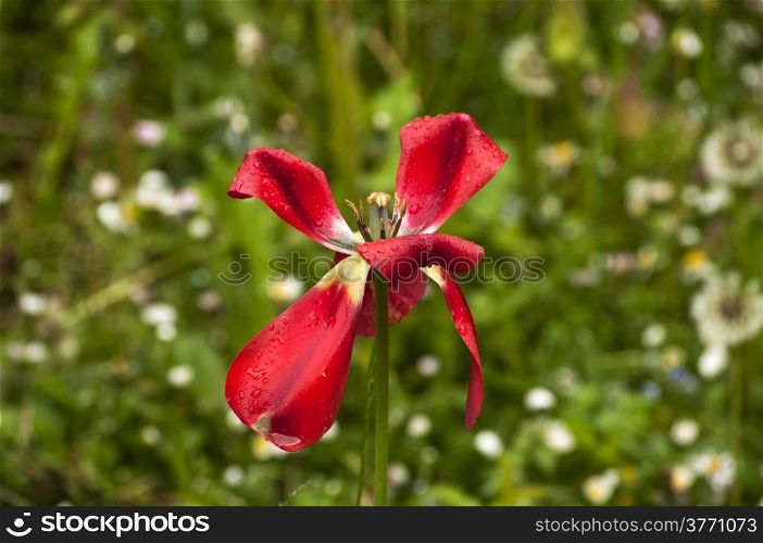 Head of red wet tulip overblown closeup on green plants background