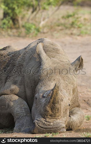 Head of relaxed rhino, wildlife