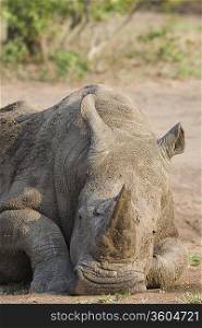 Head of relaxed rhino, wildlife