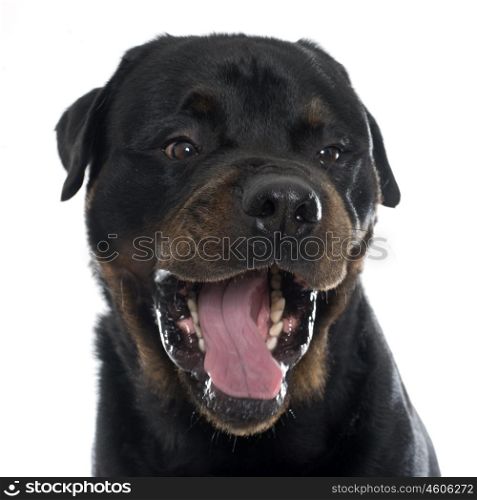 head of rottweiler in front of white background