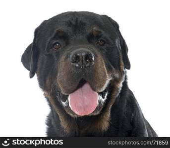 head of rottweiler in front of white background