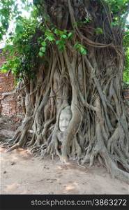 Head of sandstone buddha in tree root at wat mahathat temple, Ayutthaya, Thailand