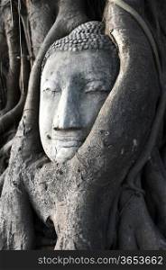 Head of Sandstone Buddha surrounded in The Tree Roots at Wat Mahathat, Ayutthaya, Thailand