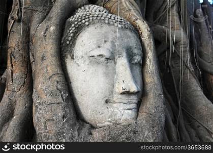 Head of Sandstone Buddha surrounded in The Tree Roots at Wat Mahathat, Ayutthaya, Thailand