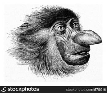 Head of the monkey has nose, vintage engraved illustration. From the Universe and Humanity, 1910.