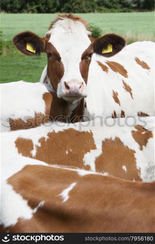 head of young red cow behind other cows in dutch meadow